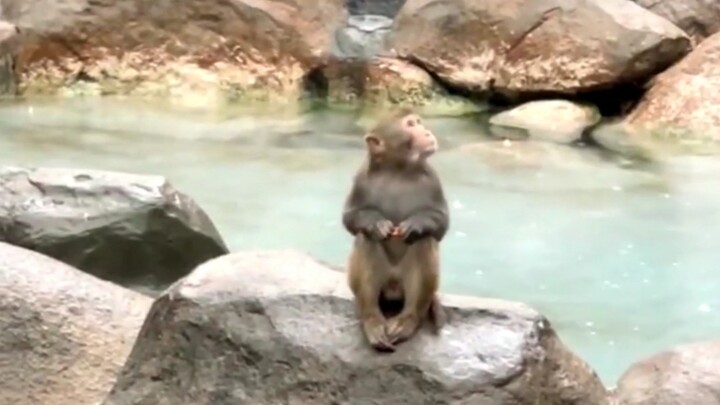 Động vật trong sở thú vào ngày mưa, ha ha ha, trông đáng yêu quá
