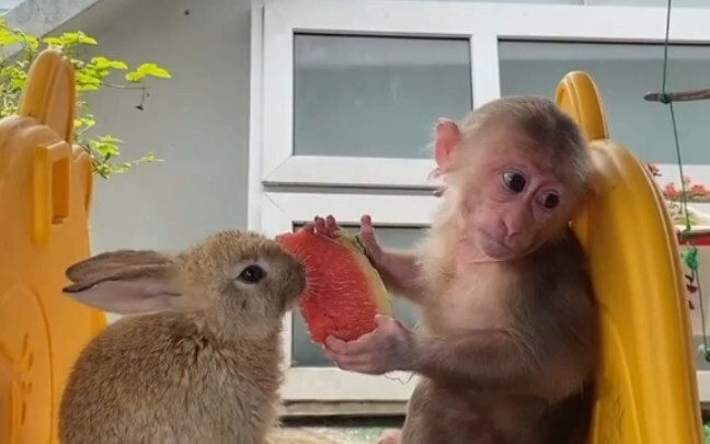 Hàng ngày của chú khỉ nhỏ chăm sóc thỏ con