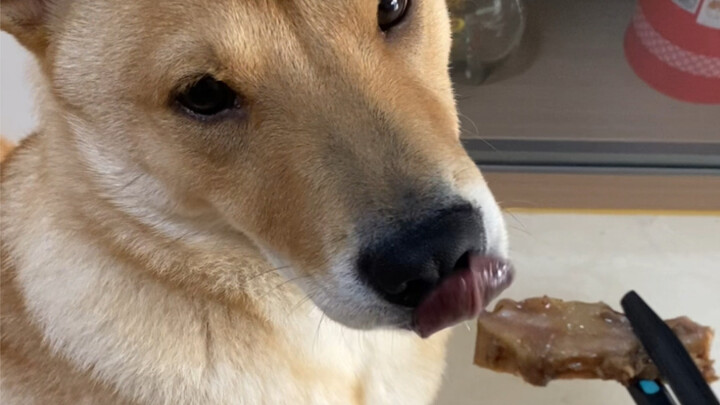 How could dogs in Guangdong not eat beef offal?