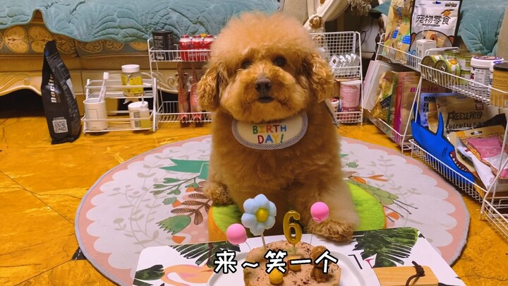 Tu Tu’s Birthday Cake | Tu Tu the Pet Dog’s Drool Bib for Her Birthday!