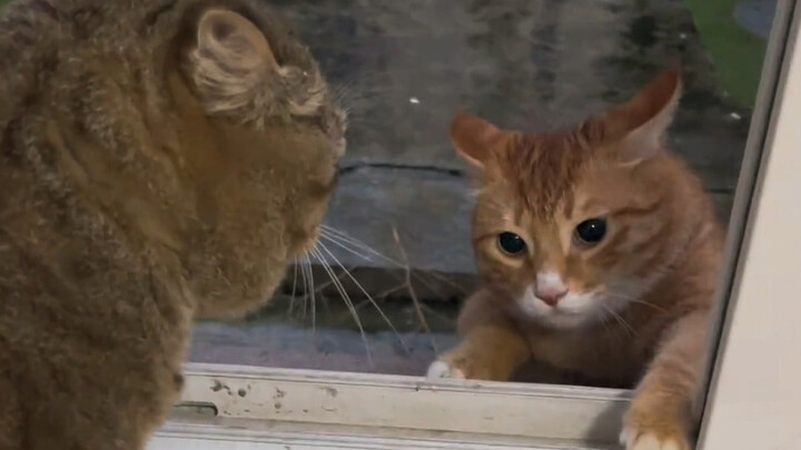 It went out and hung out with other cats all night.