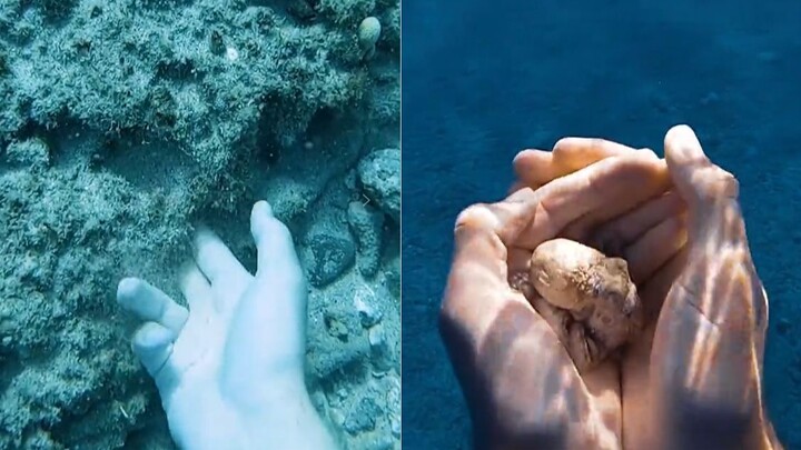Khi lặn biển, chúng tôi đã nhặt được một chú bạch tuộc nhỏ từ khe đá dưới đáy đại dương, đáng yêu qu