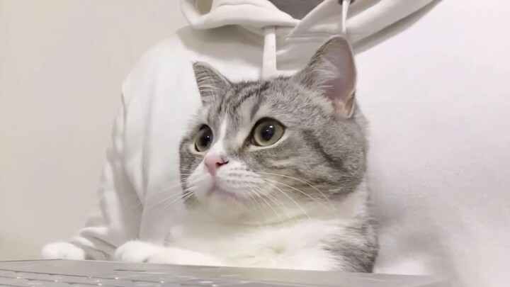 Ketika kucing kecil online, apa yang akan ia tonton? Kucing sok jual mahal dengan 360 juta view di Y