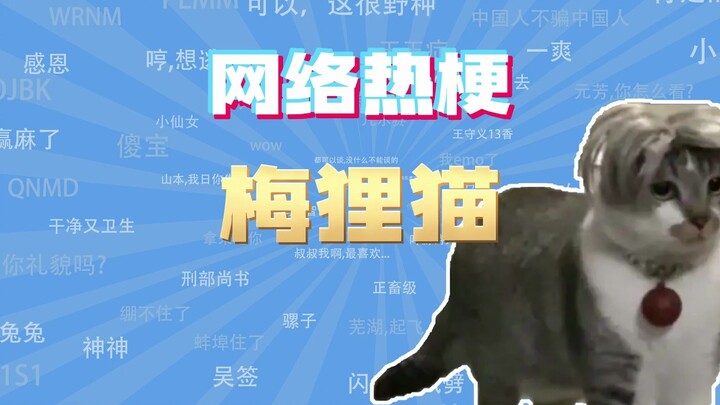 【ممثل دروس الإنترنت】 ما هو ميم "الوشق البرتقالي"؟