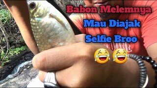 Alhamdulillahh.. Masih Ada Babon Melem yang Mau Diajak Selfie 😅😂