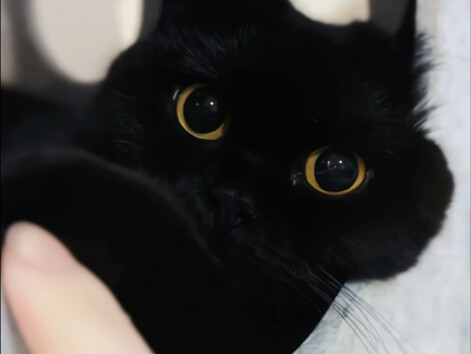 Cuộc sống tẻ nhạt vô vị, chú mèo nhỏ chinh phục loài người