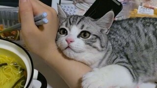 บางคนเกิดมาเพื่อถูกใจแมว