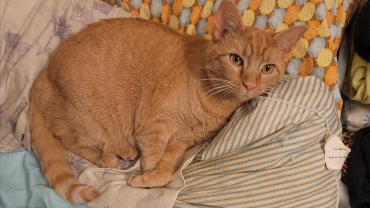 Marmalades play bites