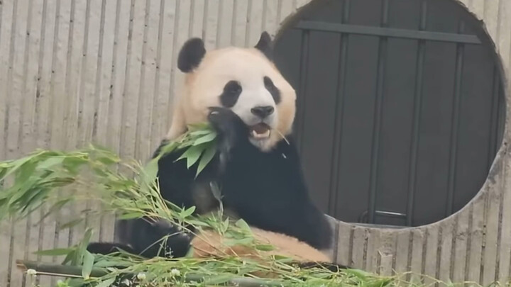 Fu Bao is super, super clingy to Daddy Xu—proof positive! She keeps turning her head during meals ju
