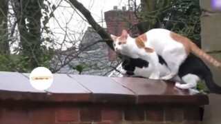 Chuyện những con mều P2