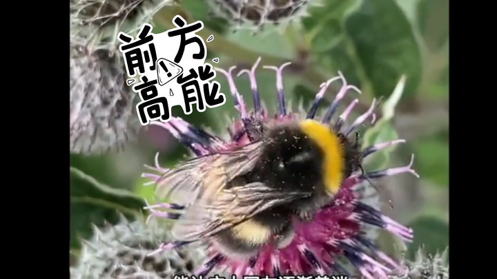 The Fat Tiger of the Bee World: The Bumblebee