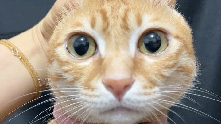 انتقام قطة واحدة