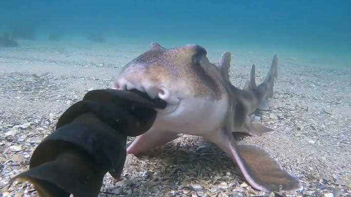 The strangely shaped eggs of the tiger shark