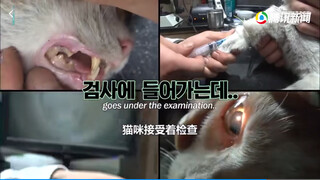 两年来大叔坚信墙里藏着只猫坚持投喂 拆开墙后的一幕萌翻了