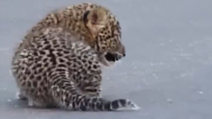 ลูกเสือข้ามถนนแล้วเลี้ยวไป