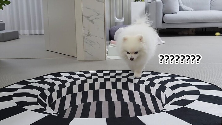 What’s a Pomeranian’s reaction the first time it sees an optical illusion rug?