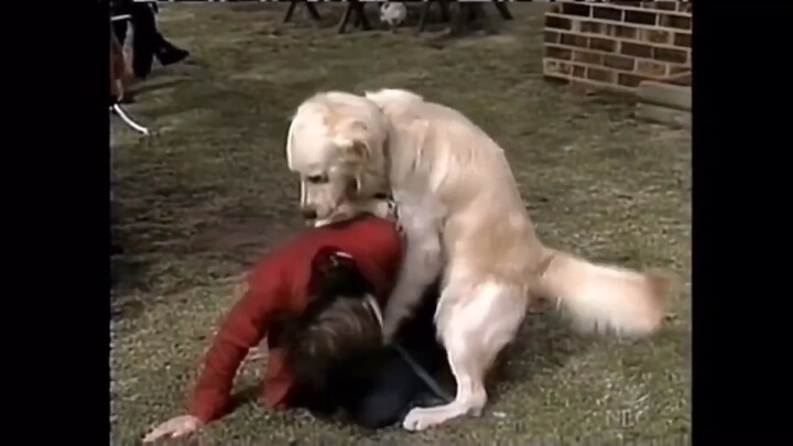 Dog attacking a female reporter