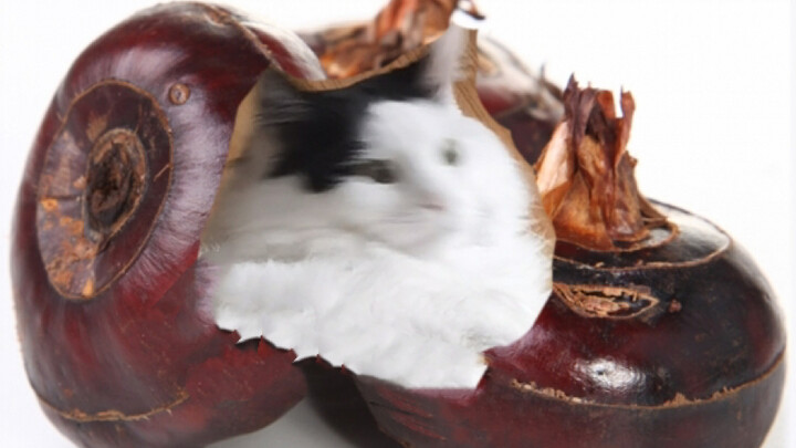 ครัวซองแมว แต่เป็นรากบัวเซี่ยงไฮ้