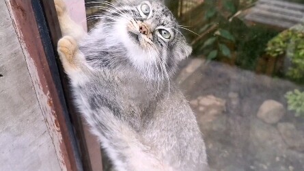 [Pallas’s Cat] Pallas’s Cat Virtually Assaults Staff Member