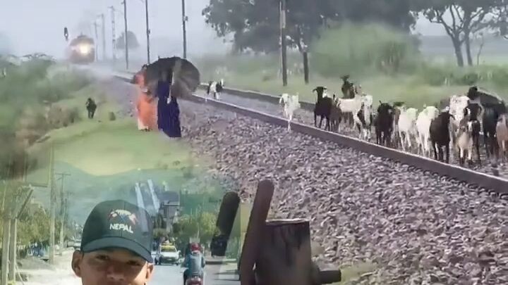 हेर्दाहेर्दै सबै बाख्रा धेरै रेलले उडाइदियो😱😱😱😱