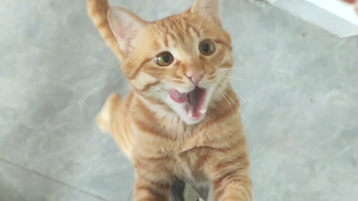 The kitten's reaction after the owner comes home is