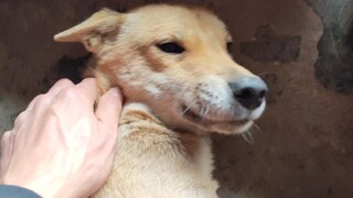 Anjing di rumahku saat bertemu aku vs anjing di rumah nenek, yang satu hangat seperti api, yang satu
