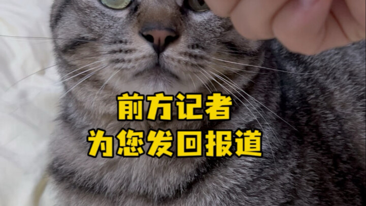 Chào mừng quý vị đến với thế giới của mèo!