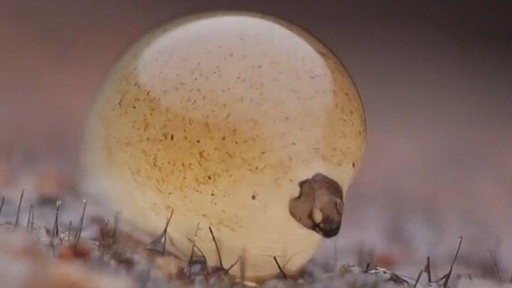 Jiggly fungus gnat larvae are munching on fungi atop decaying wood.