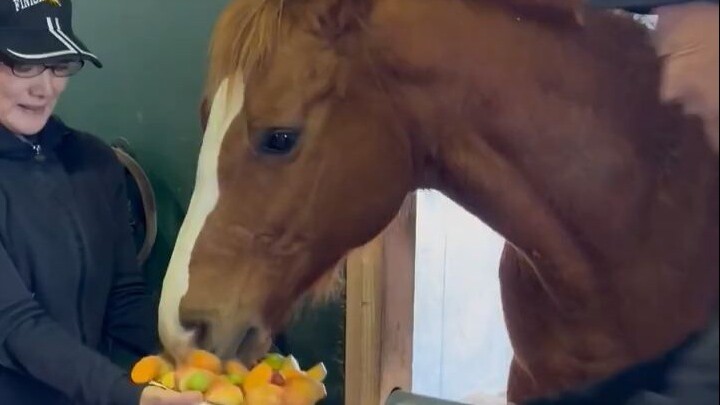 The little horse probably doesn’t know what’s going on, but it’s super happy as long as there’s food