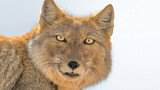 Do you think Tibetan foxes have small eyes? In fact, he can also be as bright as a light bulb.