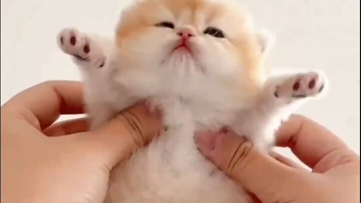 “Kucing kecil yang imut, tentu saja harus menandai orang yang imut untuk melihatnya”