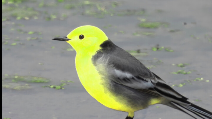 Flashbang!!! My eyes! Flashbang!!! My eyes! Flashbang!!! My eyes! Flashbang!!! My eyes!