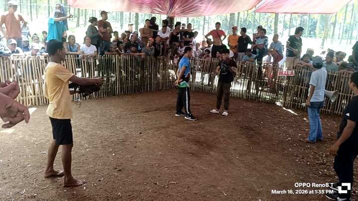 pula vs mayahin