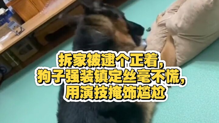 Caught red-handed trashing the house, the dog pretends to be calm and unfazed, using its acting skil
