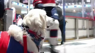 After the game, the ice hockey players high-fived their "puppy coach" one by one! Dog: No one can be