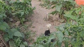 这坤坤怎么这么像鸡