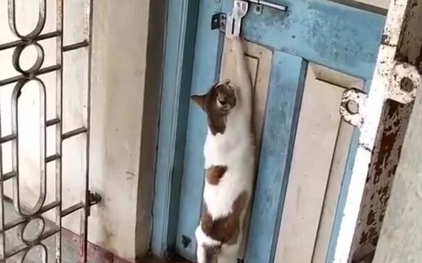 No answer when you knock; rely on listening for the cat's meow.