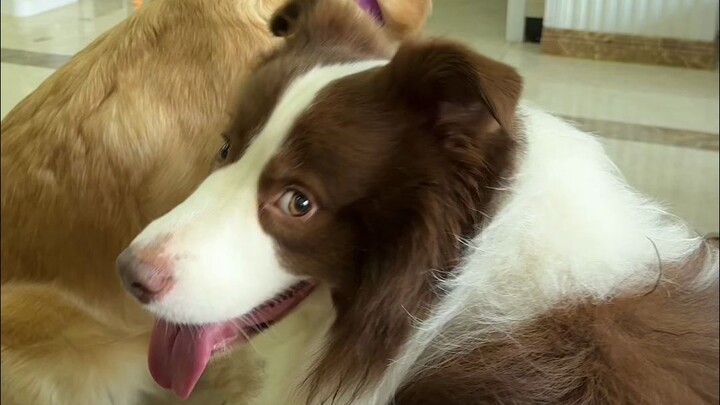 After two little mean dogs played together