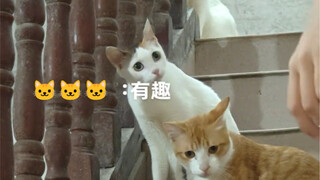 เสี่ยวหม่าหมี่: คุณทำได้ไหม?