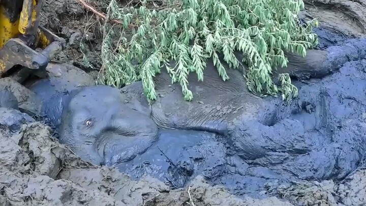Chú voi chìm hẳn trong vũng bùn, vật lộn tuyệt vọng; anh chàng cứu hộ đã dốc hết trí óc, hợp lực để 
