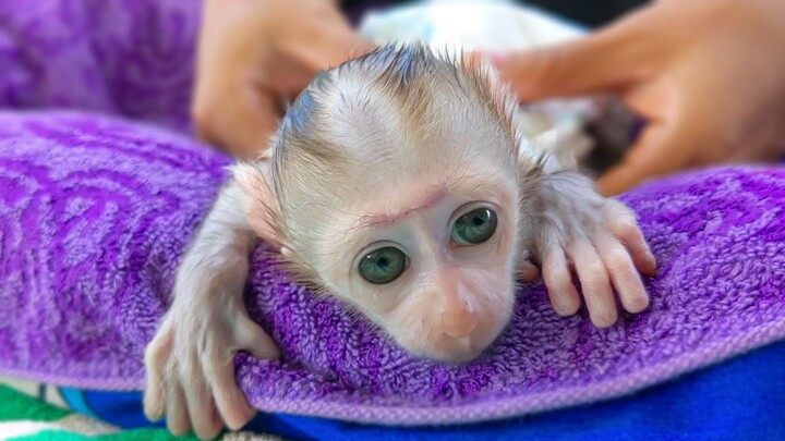 Very Smart Monkey Luca Obediently Lie Down Straight For Mom To Put On A New Diaper