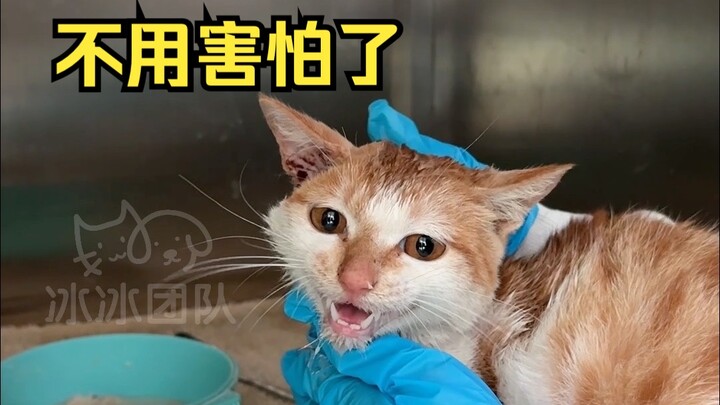 【ทีมบิงบิง】ถ้าไม่ช่วยลูกแมวตัวนี้ทันเวลา มันจะอยู่ได้อีกกี่วัน?