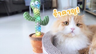 จะเป็นยังไงเมื่อแมวในบ้านเห็นลีลาของนักเต้น!