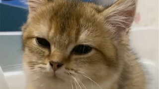 The kitten tried so hard to go to the toilet that it was hilarious and couldn't even poop
