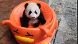 Shuang Shuang the panda plays with new toys carefully