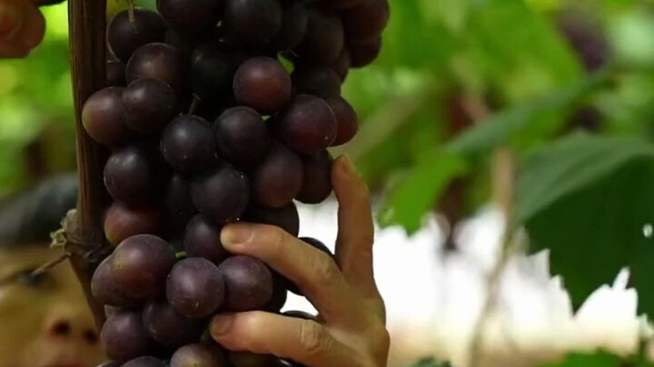 #Anggur: Kalau tahu awalnya, mending enggak usah nonton!!! #PenghargaanKritikHiburan #Lucu #VideoLuc