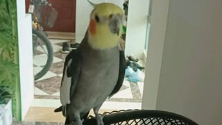 Come in and watch the birds sing Katyusha