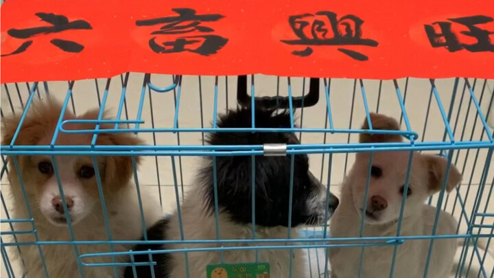 พรุ่งนี้จะปีใหม่แล้ว วันนี้ลูกหมาฉีกคำกลอนคู่ไปเสียแล้ว