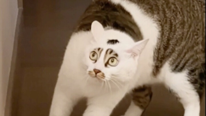 หมี: มันมาอยู่ที่นี่ได้ยังไง?