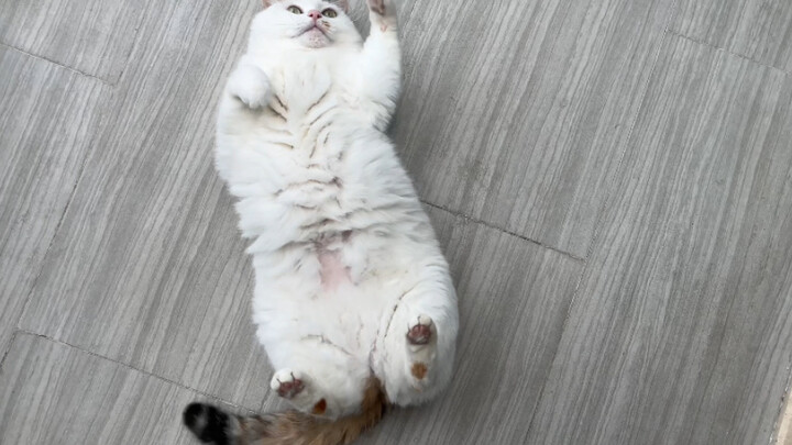 Aaaah, the cat servant came home early today!